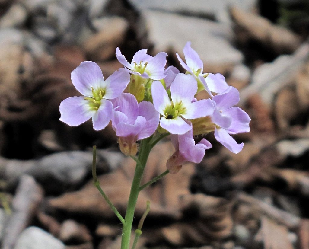 Cardaminopsis arenosa